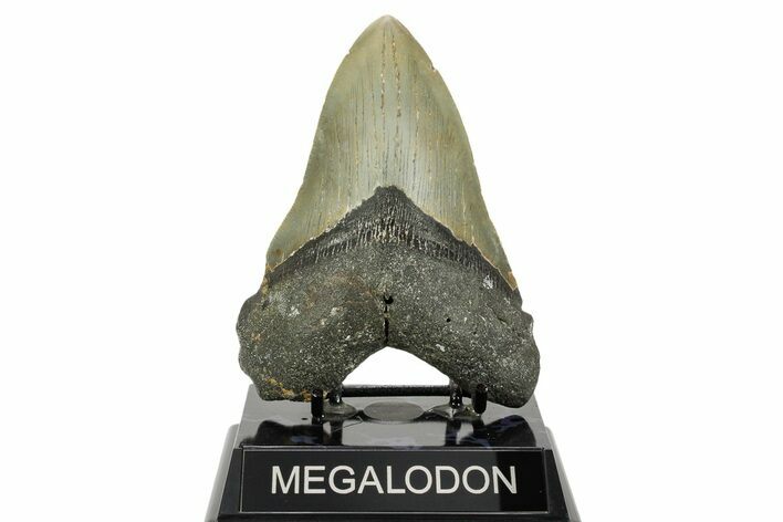 Serrated, Fossil Megalodon Tooth - North Carolina #365972